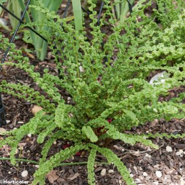 Athyrium filix-femina Frizelliae - Feto-fêmea