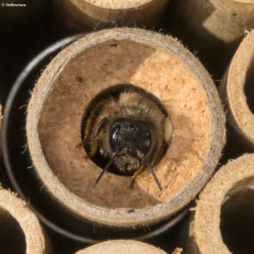 Abelhas-maçonas polinizadoras Biotop - Casulos de <i>Osmia rufa</i> Abelhas-maçonas polinizadoras Biotop - Casulos de <i>Osmia rufa</i>