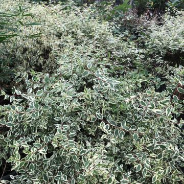 Abélia grandiflora Sparkling Silver