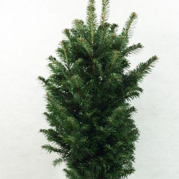 Abies alba Pyramidalis
