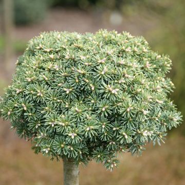 Abies koreana Blauer Eskimo