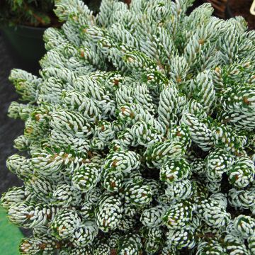 Abies koreana Kohout's Icebreaker®