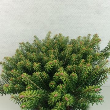 Abies koreana Luminetta