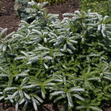 Abies koreana Silver Show