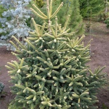 Abies pinsapo Aurea