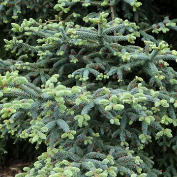 Abies pinsapo Glauca