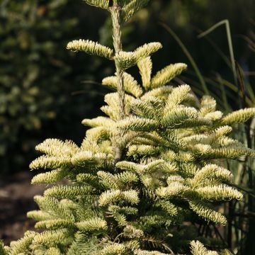 Abies procera Sherwoodii