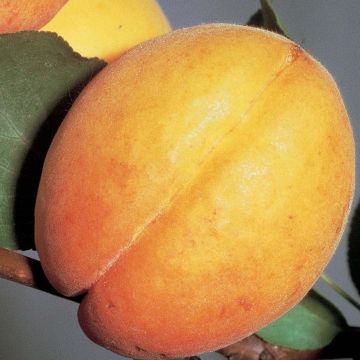 Damasqueiro Doucoeur - Prunus armeniaca