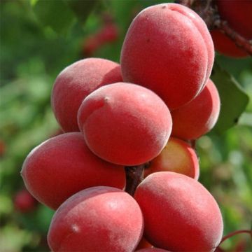 Damasqueiro Sunrosso - Prunus armeniaca