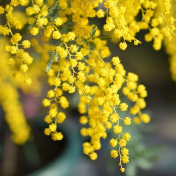 Acacia baileyana