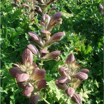 Acanthus hungaricus White Lips