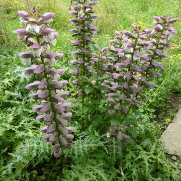 Acanthus spinosus
