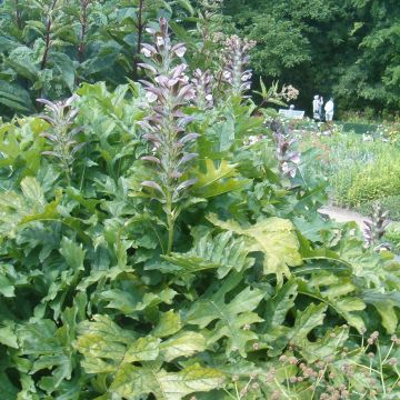 Acanthus hungaricus