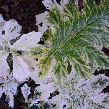 Acanthus mollis Tasmanian Angel