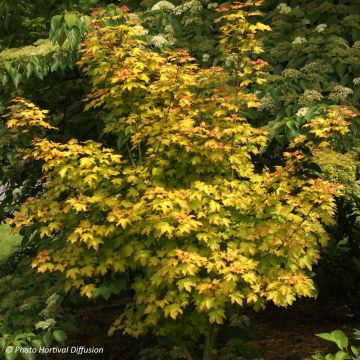 Acer Orientalia® Minorient