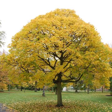 Acer cappadocicum Aureum