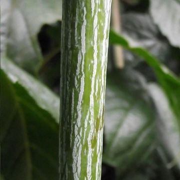 Bordo pele de serpente Silver Vein - Acer conspicuum