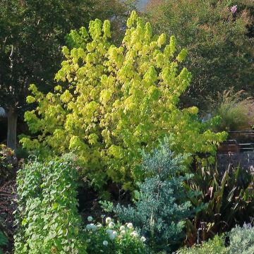 Bordo-negundo Kellys Gold - Acer negundo