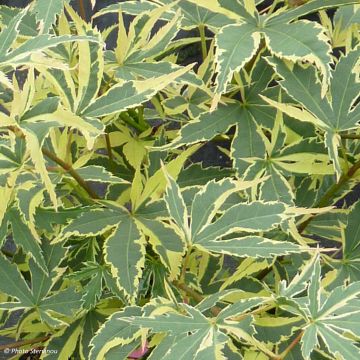 Ácer-do-japão Beni Shichihenge - Acer palmatum