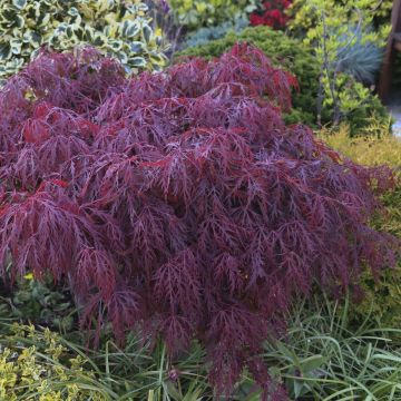 Ácer-do-japão Crimson Queen - Acer palmatum var. dissectum