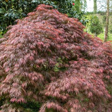 Bordo japonês Dissectum Atropurpureum - Acer palmatum