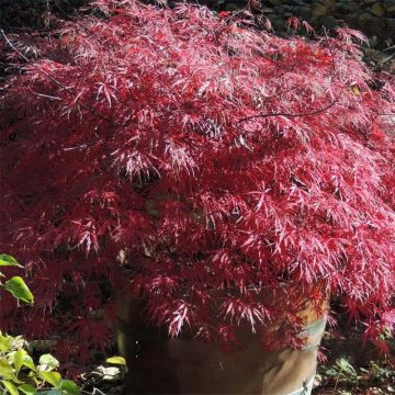 Ácer-do-japão Firecracker - Acer palmatum var. dissectum