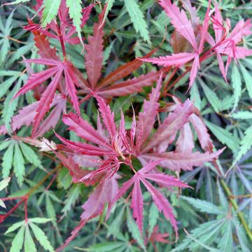 Ácer-do-japão Jerre Schwartz - Acer palmatum