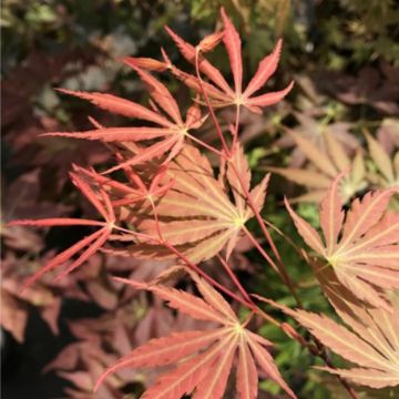 Ácer-do-japão Orange Flame - Acer palmatum