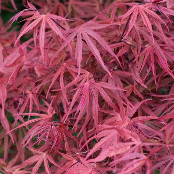 Ácer-do-japão Red Pygmy - Acer palmatum
