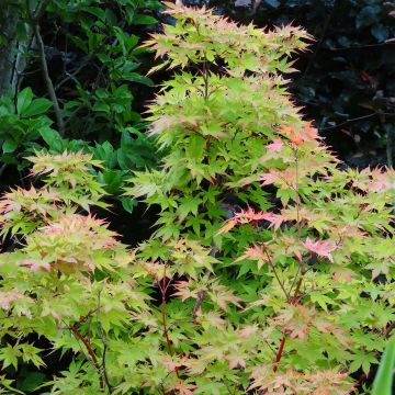 Ácer-do-japão Sangokaku - Acer palmatum