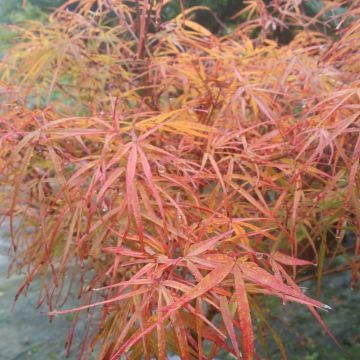 Ácer-do-japão Villa taranto - Acer palmatum var. linearilobum