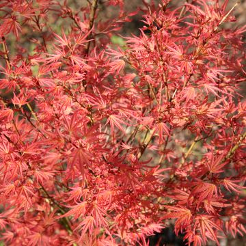 Ácer-do-japão Wilsons Pink Dwarf - Acer palmatum