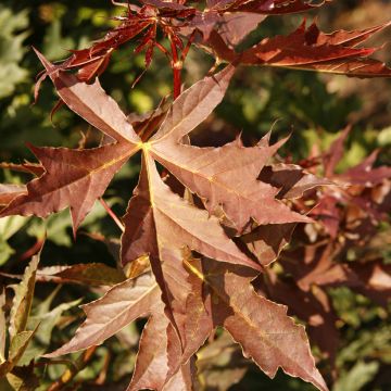 Bordo-da-noruega Dissectum - Acer platanoides