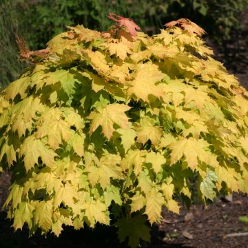 Bordo-da-noruega Golden Globe - Acer platanoides