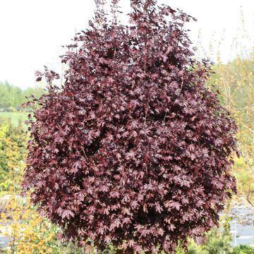 Bordo-da-noruega Purple Globe - Acer platanoides