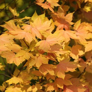 Bordo Leat's Cottage - Acer pseudoplatanus