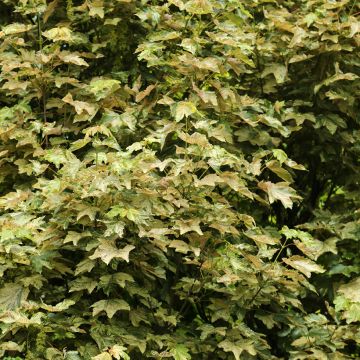 Bordo Prince Camille de Rohan - Acer pseudoplatanus