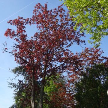 Bordo-da-noruega Royal Red - Acer platanoides