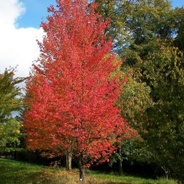 Bordo-vermelho Armstrong - Acer rubrum