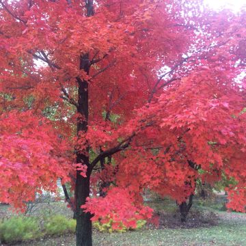 Bordo-vermelho Red Sunset - Acer rubrum