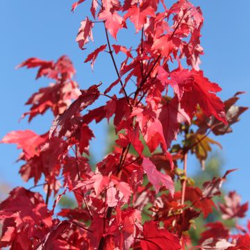 Bordo-vermelho Somerset - Acer rubrum