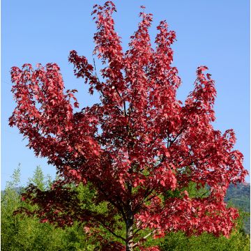Bordo-vermelho Summer Red - Acer rubrum