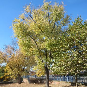 Ácer-prata - Acer saccharinum