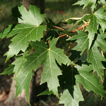 Ácer-prata Laciniatum Wieri - Acer saccharinum