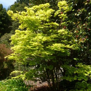 Ácer-do-japão Aureum - Acer shirasawanum