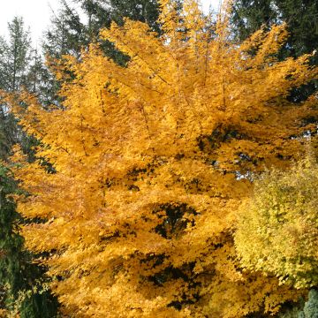 Acer x zoeschense Annae