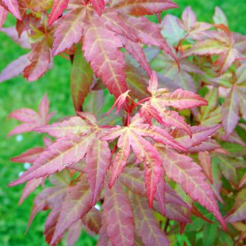 Ácer-do-japão Redwine® - Acer palmatum