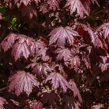 Bordo-da-noruega Crimson Sentry - Acer platanoides