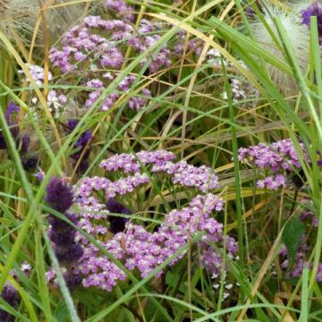 Achillea millefolium Chamois