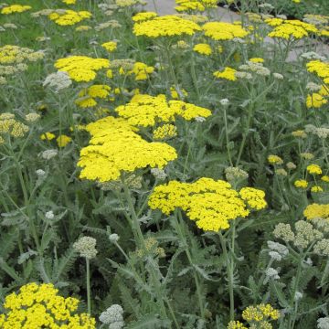 Achillea Moonshine